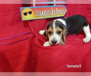 Beagle Puppy for sale in COLUMBUS, KS, USA