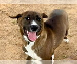 Small Black Mouth Cur Mix