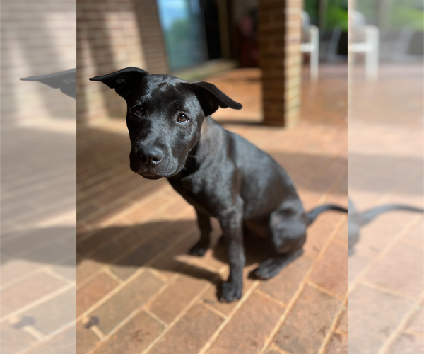 Medium Photo #4 Labrador Retriever-Unknown Mix Puppy For Sale in Holly Springs, NC, USA