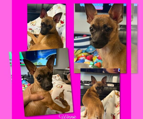 Medium Photo #2 Chihuahua Puppy For Sale in Wyoming, MI, USA