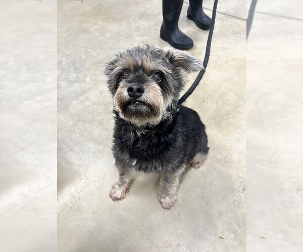 Medium Photo #4 Mutt Puppy For Sale in Pierceton , IN, USA