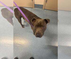 American Pit Bull Terrier Dogs for adoption in Pearland, TX, USA