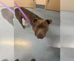 Small American Pit Bull Terrier