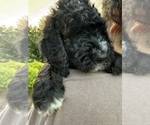 Puppy Puppy8 Dumplin Bernedoodle
