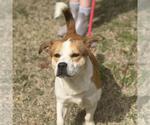 Small #1 Basset Hound Mix