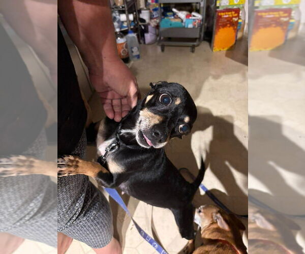 Medium Photo #2 Chihuahua-Unknown Mix Puppy For Sale in Abbeville, LA, USA