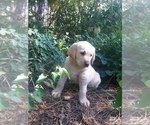 Small Photo #1 Labradoodle Puppy For Sale in BURIEN, WA, USA