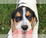 Small Photo #2 Beagle Puppy For Sale in SHILOH, OH, USA