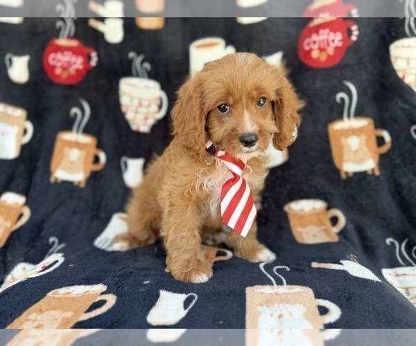Medium Photo #8 Cavapoo (Standard) Puppy For Sale in LAKELAND, FL, USA
