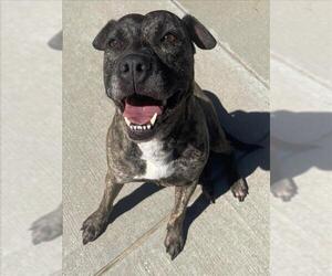 Mutt Dogs for adoption in Tulsa, OK, USA