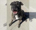 HELA - Female Mutt Dog for Adoption - Small photo