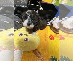 Havanese Puppy for sale in LIVONIA, MI, USA