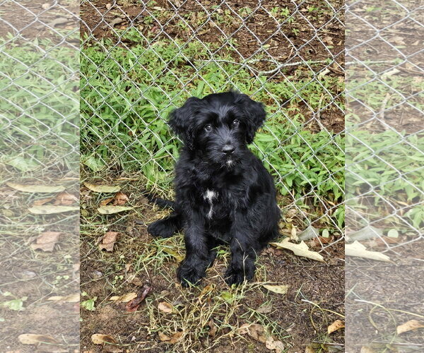 Medium Photo #6 Aussiedoodle Puppy For Sale in McDonough, GA, USA