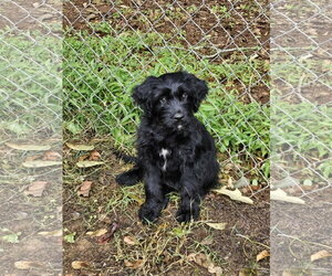 Storm - Female Aussiedoodle Dog for Adoption - Photo #6