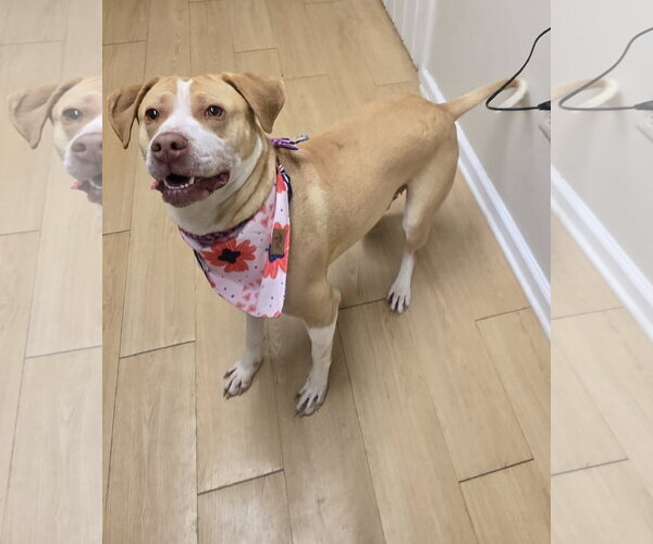 Medium Photo #6 Labrador Retriever-Unknown Mix Puppy For Sale in Rockaway, NJ, USA