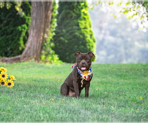 Medium Photo #3 American Pit Bull Terrier-Unknown Mix Puppy For Sale in Unionville, PA, USA