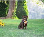 Small #2 American Pit Bull Terrier Mix