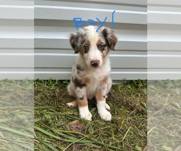 Medium Photo #20 Australian Shepherd Puppy For Sale in HYDEN, KY, USA