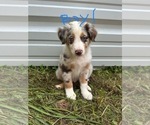 Litter of 7 - Male(s) and Female(s) Australian ShepherdLitter of Puppies for Sale - Photo #20