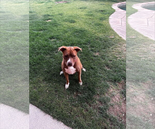 Medium Photo #4 American Pit Bull Terrier Puppy For Sale in Chandler, AZ, USA