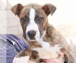 Small #7 Retriever  Mix