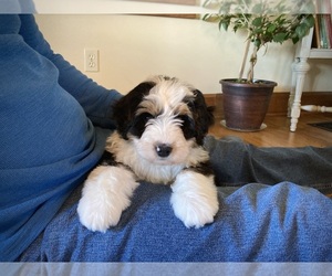 Miniature Bernedoodle Puppy for sale in WOOSTER, OH, USA
