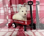 Puppy 1 Siberian Husky