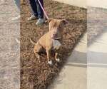 Small Photo #11 Mutt Puppy For Sale in Rockville, MD, USA