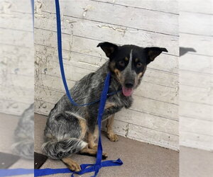 Texas Heeler Dogs for adoption in San Bernardino, CA, USA