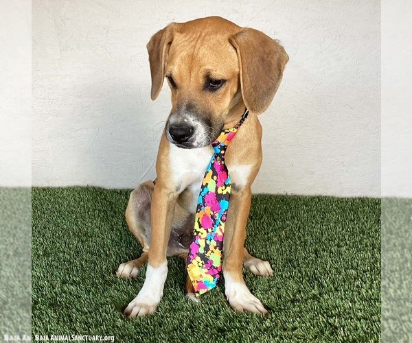 Medium Photo #7 Boxer-Plott Hound Mix Puppy For Sale in San Diego, CA, USA