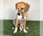 Small #6 Boxer-Plott Hound Mix