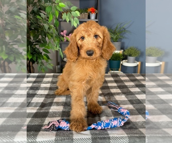 Medium Photo #2 Goldendoodle Puppy For Sale in GREENWOOD, IN, USA