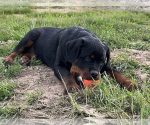 Rottweiler Puppy for sale in MADERA, CA, USA