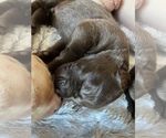 Small Photo #3 Labrador Retriever Puppy For Sale in MC LEANSBORO, IL, USA