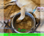 Small #4 Bulldog-Labrador Retriever Mix