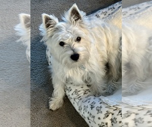 West Highland White Terrier Puppy for sale in BAKERSFIELD, CA, USA