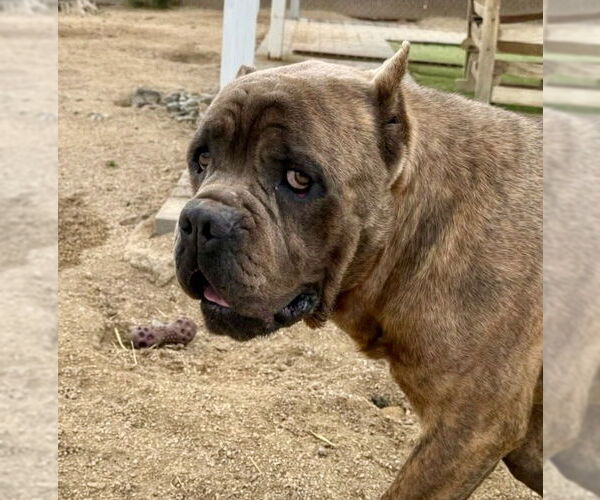 Medium Photo #6 Mutt Puppy For Sale in Goodyear, AZ, USA