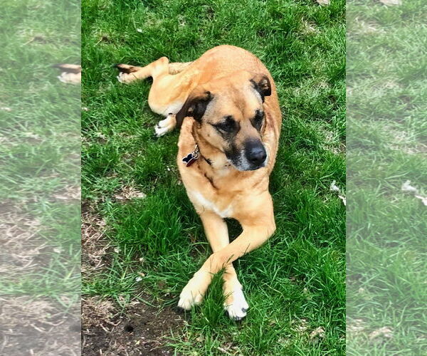 Medium Photo #1 Mutt Puppy For Sale in Minneapolis, MN, USA