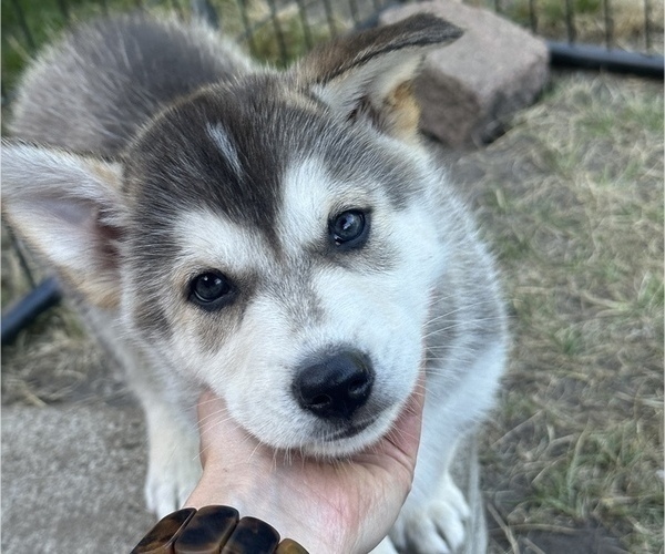 Medium Photo #2 Siberian Husky Puppy For Sale in PUYALLUP, WA, USA