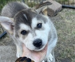 Small #1 Siberian Husky