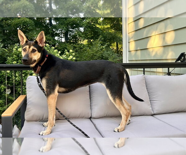 Medium Photo #24 Australian Kelpie-German Shepherd Dog Mix Puppy For Sale in Brewster, NY, USA