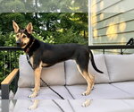 Small #23 Australian Kelpie-German Shepherd Dog Mix