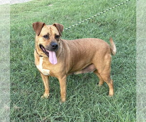 Gracie (TX) - Female Boxador Dog for Adoption - Photo #3