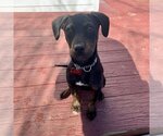 Small Photo #9 Labrador Retriever-Unknown Mix Puppy For Sale in Boston, MA, USA