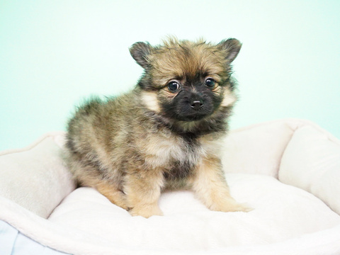 Medium Photo #2 Pomeranian Puppy For Sale in LA MIRADA, CA, USA
