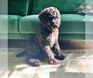 Poodle (Standard) Puppy for sale in PINEVILLE, NC, USA