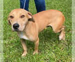 Small #2 Labrador Retriever Mix