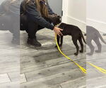 Small #3 Chinese Shar-Pei Mix
