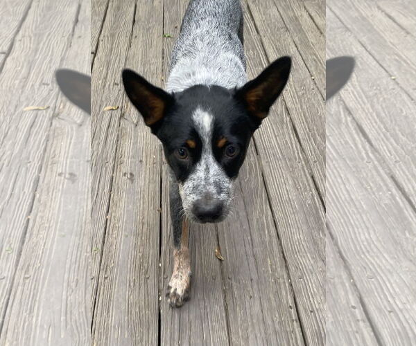 Medium Photo #2 Mutt Puppy For Sale in Garden City, NY, USA