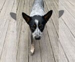 Small #1 Mutt
